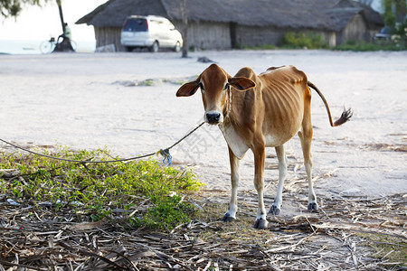 非洲村庄桑给巴尔的瘦牛图片