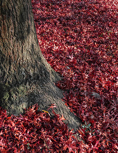 一棵树脚下落的红叶地毯图片