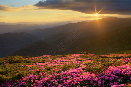 夏季风景山上的花朵闪亮的罗多登边图片