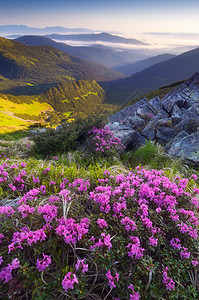 早晨与山花草甸的风景盛开的粉红色杜鹃花夏日黎明乌克兰图片