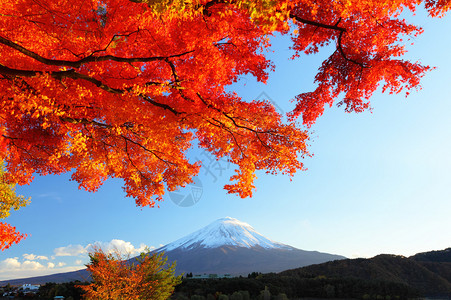 藤山和青树图片