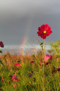 雨后的红花和彩虹图片