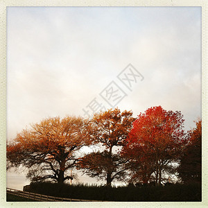 秋天的树叶变色图片
