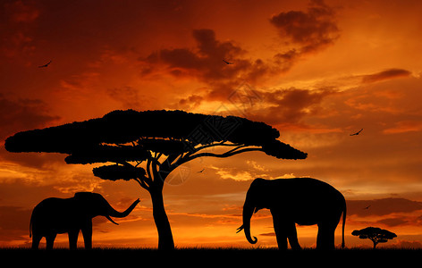 夕阳下的两只大象剪影图片
