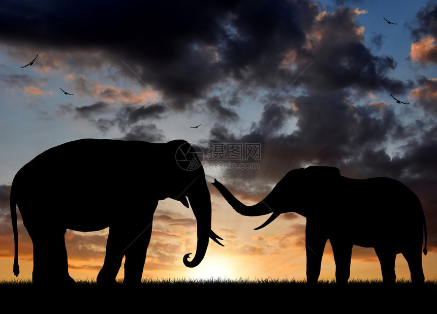 夕阳下的大象剪影图片