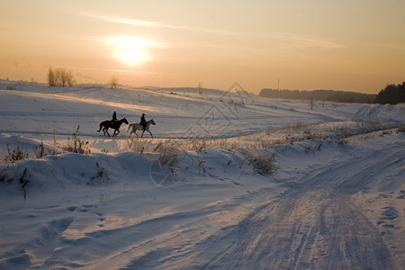 冬天下雪时骑着两匹马的轮尾图片