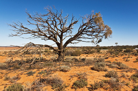 澳大利亚内陆的荒野景观南澳大利亚图片