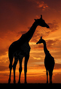 两只长颈鹿在日出图片