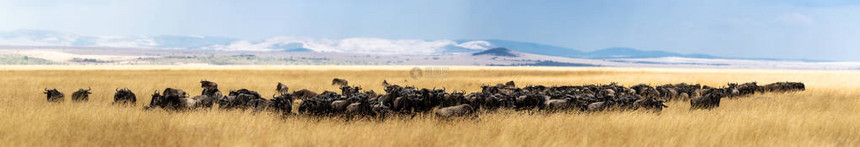 Mara的红燕麦草田中图片