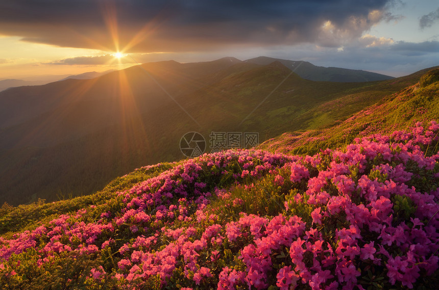 杜鹃花的夏日风景晚上在山上美丽的天空粉红色的花朵林间空地喀尔巴阡山脉图片