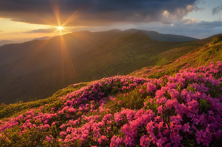 杜鹃花的夏日风景晚上在山上美丽的天空粉红色的花朵林间空地喀尔巴阡山脉背景图片