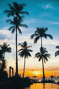 热带海滩日落时棕榈树的剪影图片