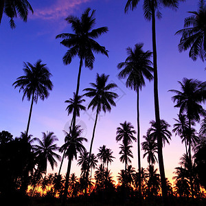 椰子树的剪影图片