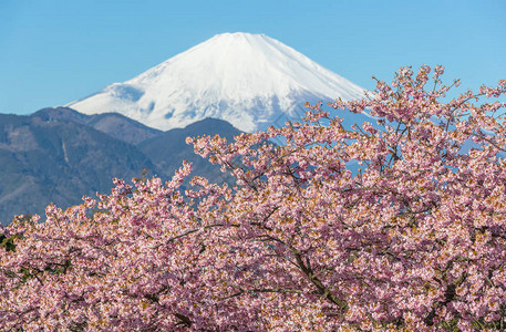 春天的河津佐良和美丽的富士山图片