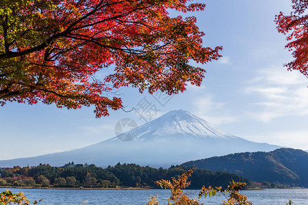 富士山和秋天的枫树图片