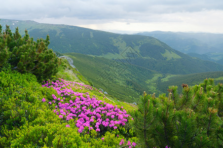 盛开的杜鹃花丛在山的夏天风景阴天自然之美喀尔巴阡山脉图片