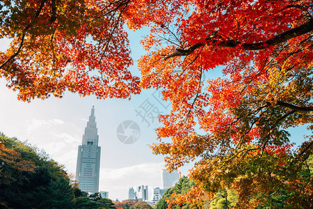 日本东京秋天的新宿御苑图片