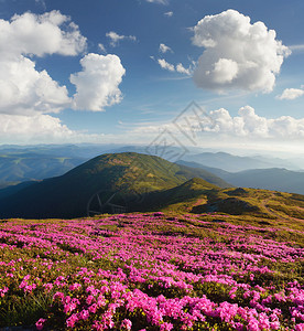 夏季风景山上的花朵自然的美丽阳图片