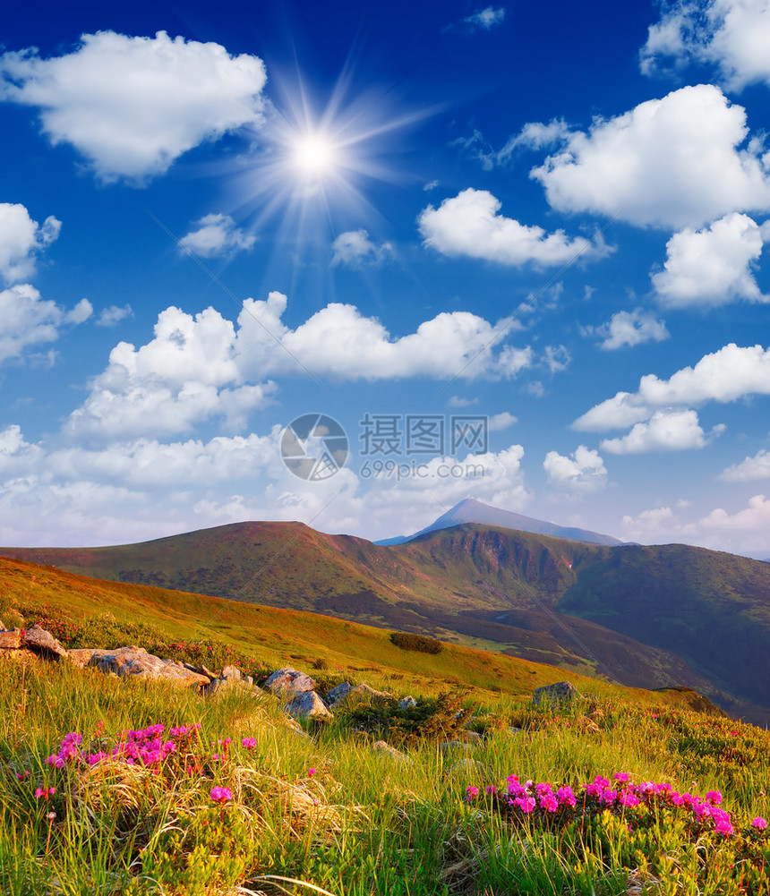 山中开花灌木杜鹃花的阳光景观图片