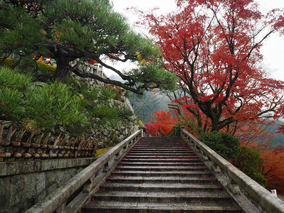 京都日本秋天图片