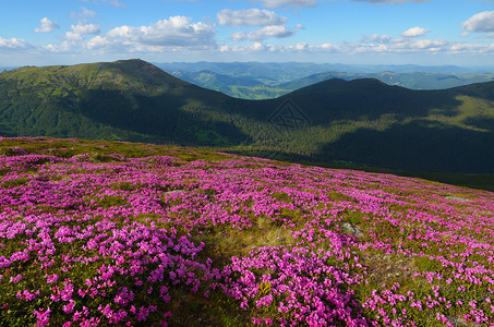 夏季风景山中罗多登山花的图片