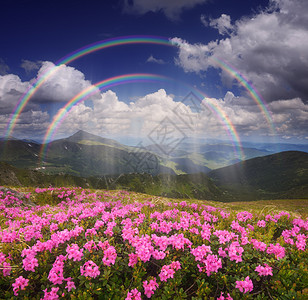 与雨和彩虹的夏天风景山间粉红色的花朵林间空地背景图片