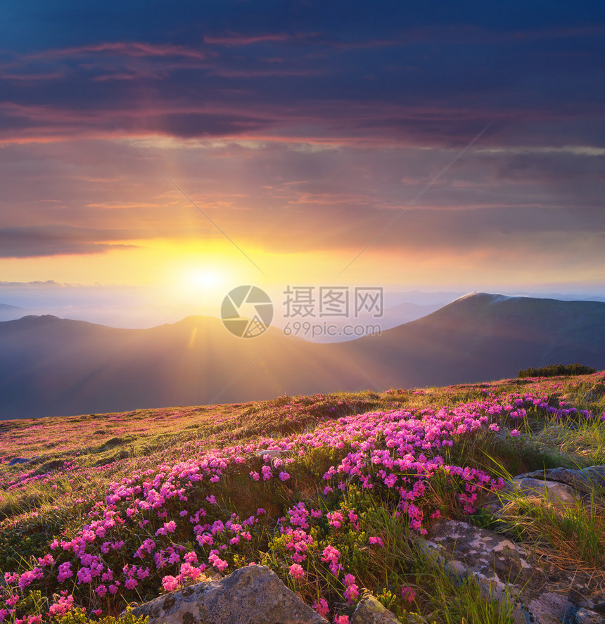 盛开的杜鹃花林间空地夏季景观与粉的花朵美丽的日出乌克兰图片