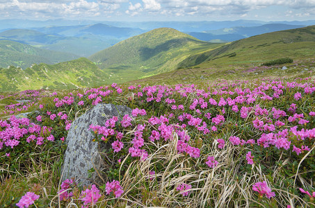 郁葱的粉红色杜鹃花丛山景与美丽的夏日花朵乌克兰图片