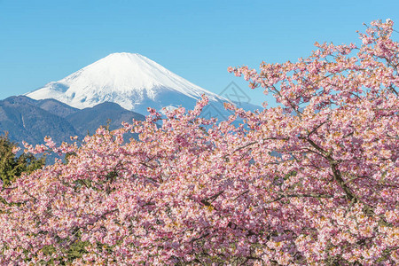 春天的河津坂和富士山图片