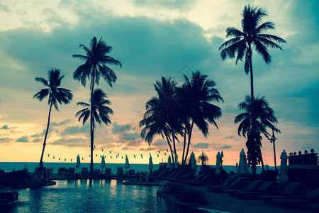 日落时棕榈树在热带海滨的浅图片