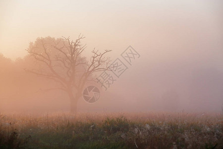 晨雾中的老干橡树薄雾秋天图片