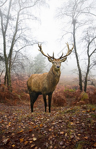 秋天雾蒙的森林景观中的马鹿雄的美丽形象高清图片