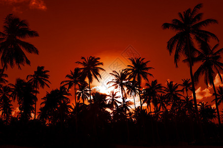 加勒比海滩上的浪漫日落充图片