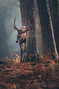 红鹿有尖角鹿在秋季松林树图片