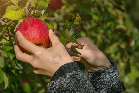 在苹果园手工采摘苹果有机苹果和新鲜从农场概念或苹图片