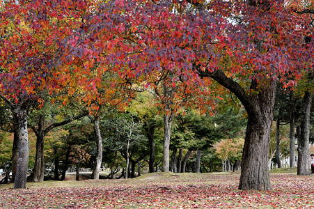 日本京都附近奈良枫叶的秋季日本花园图片