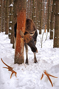 谨慎的肖像麋鹿冬季森林图片
