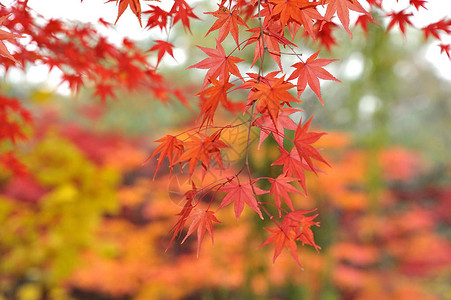 秋天在韩国的一棵红叶树上Acer伪西图片