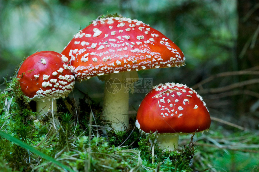 3个红蘑菇图片