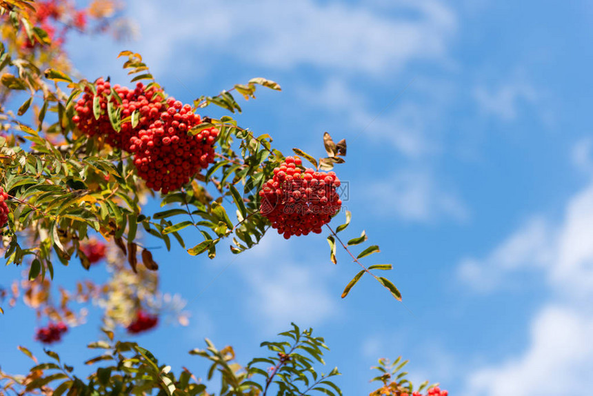 秋天树上成簇的红灰莓图片