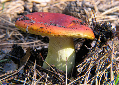 森林里的红菇背景图片