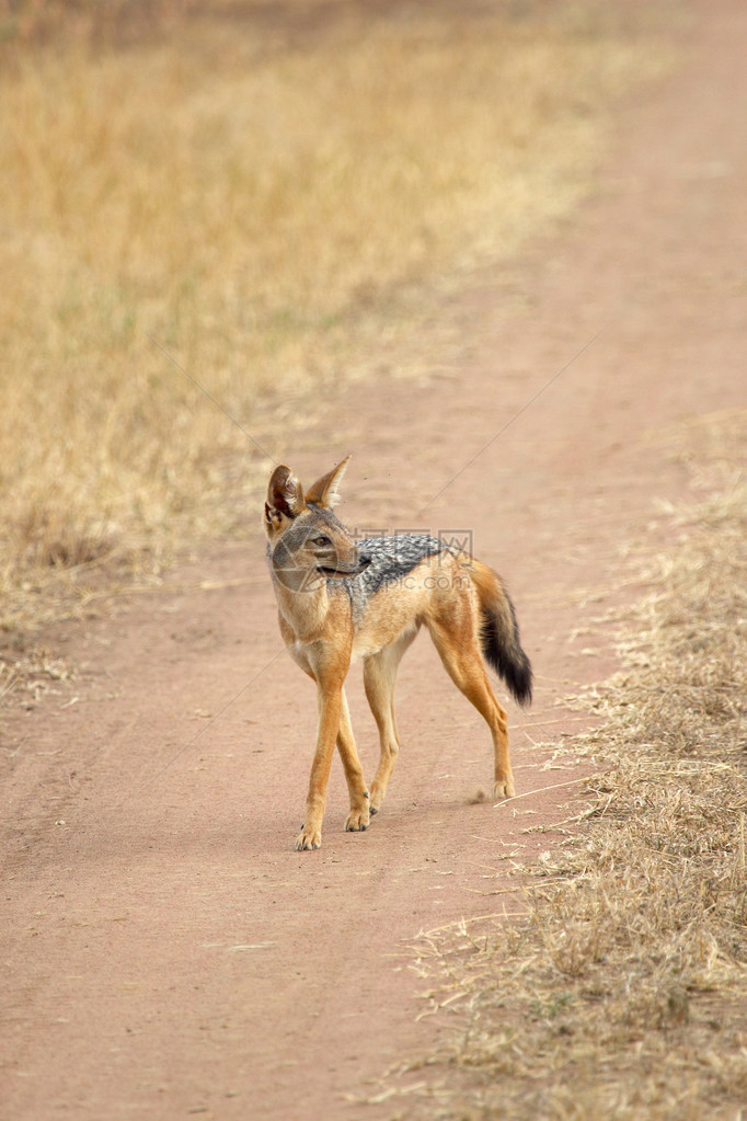 在坦桑尼亚塞伦盖蒂公园的公路上行走的黑背胡狼Canismeso图片