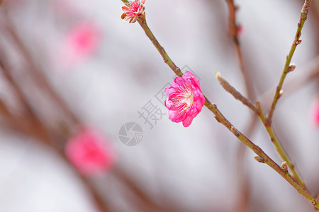 桃花新年装饰花图片