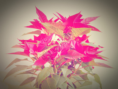 红圣诞明星PoinsettiaEuphorbiapulcherrima花背景图片