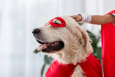 红色超级英雄面罩的金色猎犬狗图片