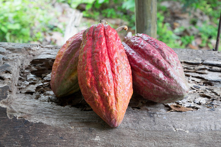 Cacao水果它是巧图片