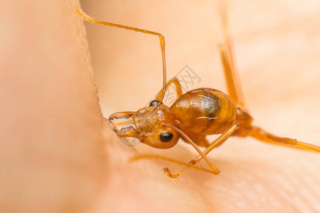 蚂蚁红蚂蚁或绿树蚂蚁为自卫或自我保护而图片