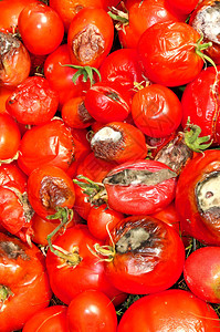 许多腐烂的西红柿覆图片