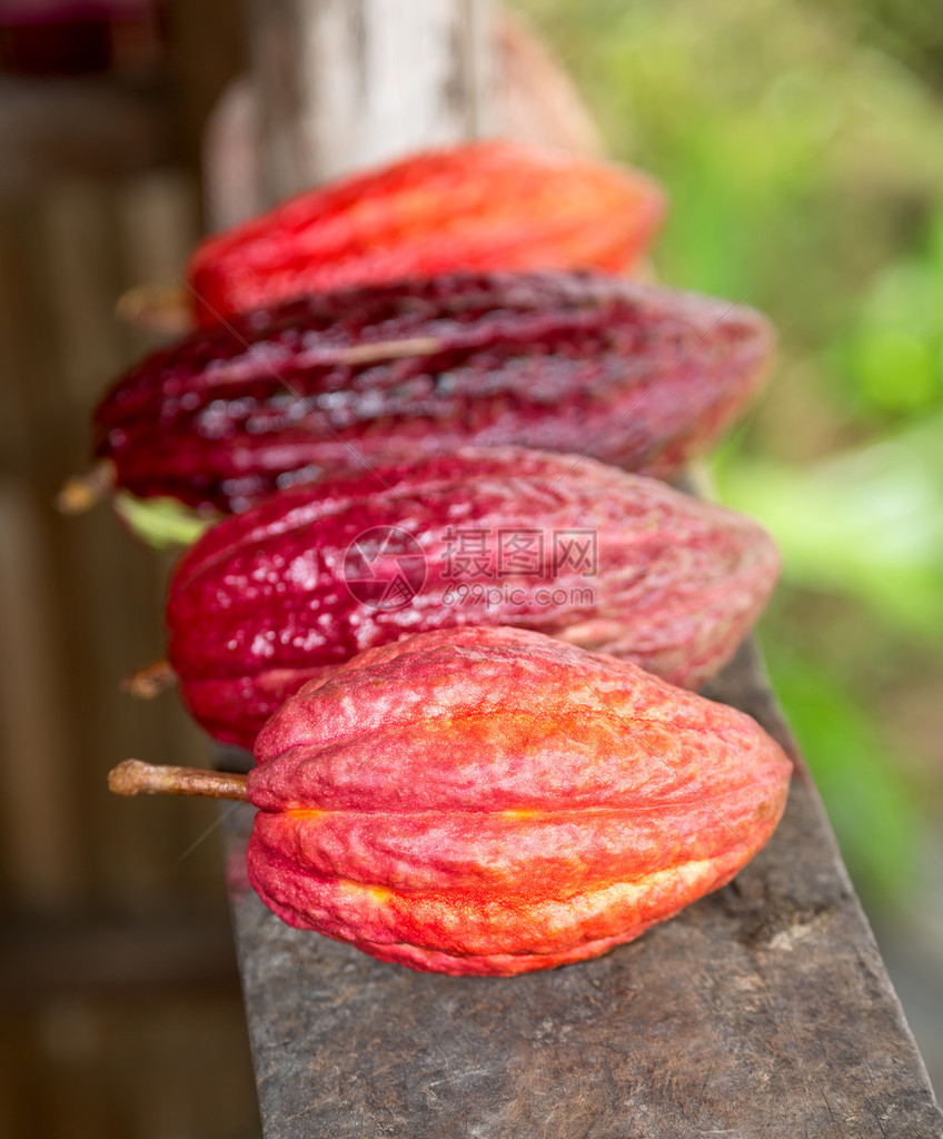 Cacao水果这是巧克图片
