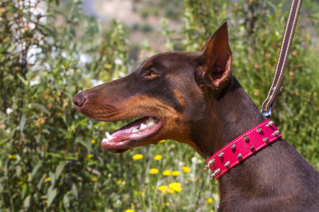 近距离观察一只红领棕色家养狗背景图片